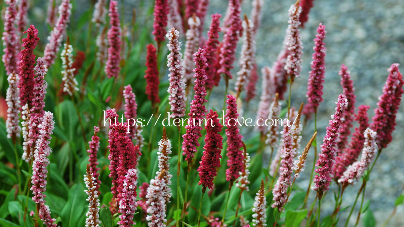 【デニムの豆知識】デニムって何？（植物のタデアイ）